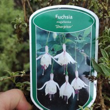 Fuksja magellańska (fuchsia magellanica) Sharpitor 40 cm c2