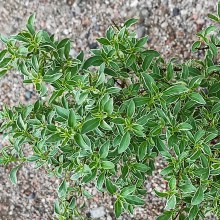 Fuksja magellańska (fuchsia magellanica) Sharpitor 40 cm c2