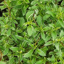 Fuksja magellańska (fuchsia magellanica) Sharpitor 40 cm c2