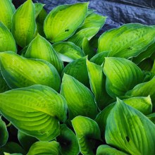 Funkia  (Hosta) Gold Standard c1,5