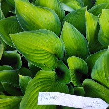 Funkia  (Hosta) Gold Standard c1,5