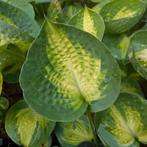 Funkia (Hosta) Alligator Alley c1 ślimakoodporna!!!