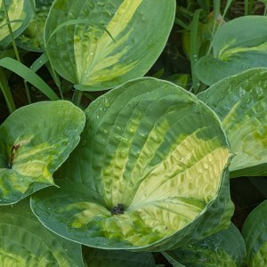 'Funkia (Hosta) Alligator Alley - zdjęcie 3' Funkia (Hosta) Alligator Alley - zdjęcie 3