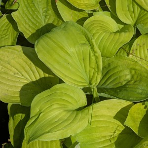 Funkia (Hosta) August Moon c1 żółta