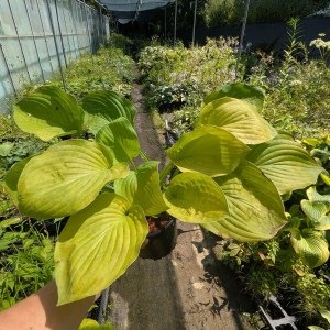 Funkia (Hosta) August Moon - zdjęcie 2