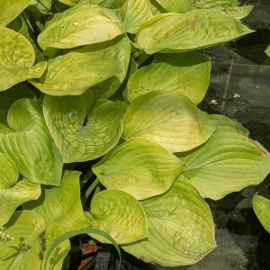 Funkia (Hosta) August Moon - zdjęcie 3