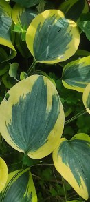 Funkia (Hosta) Autumn Frost p9 sadzonka