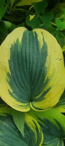 Funkia (Hosta) Autumn Frost p9 sadzonka