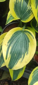 Funkia (Hosta) Autumn Frost p9 sadzonka