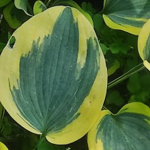 Funkia (Hosta) Autumn Frost p9 sadzonka