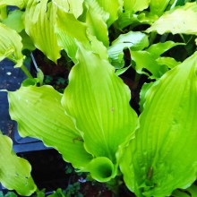 Funkia (Hosta) Dancing Queen c1