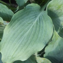 Funkia (Hosta) Diamond Lake c1