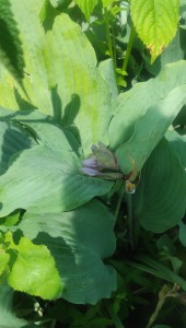 Funkia (Hosta) Diamond Lake c1 