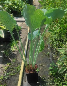Funkia (Hosta) Diamond Lake c1 