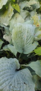 Funkia (Hosta) Diamond Lake c1 