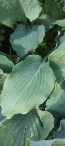 Funkia (Hosta) Diamond Lake c1 
