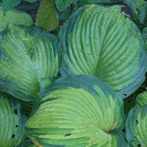 Funkia (Hosta) George Smith zdjęcie 4