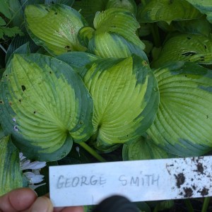 Funkia (Hosta) George Smith zdjęcie 3