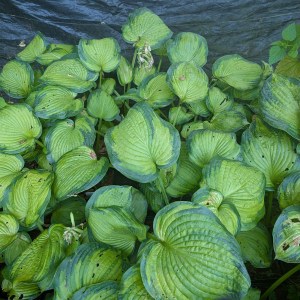 Funkia (Hosta) George Smith zdjęcie 2