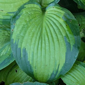 Funkia (Hosta) George Smith c1