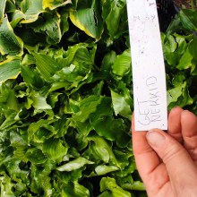 Funkia (Hosta) Get Nekkid  p11