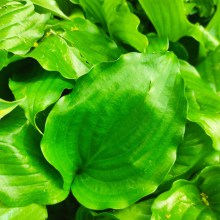 Funkia (Hosta) Get Nekkid p11