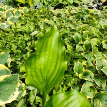 Funkia (Hosta) Get Nekkid