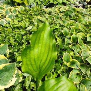 Funkia (Hosta) Get Nekkid