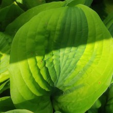Funkia (Hosta) Glad Rags c1,5