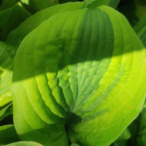 Funkia (Hosta) Glad Rags c1,5