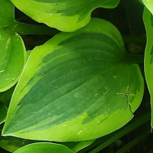 Funkia (Hosta) Glad Rags c1,5
