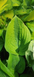 Funkia (Hosta) Glad Rags c1,5