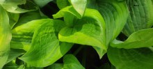 Funkia (Hosta) Glad Rags c1,5