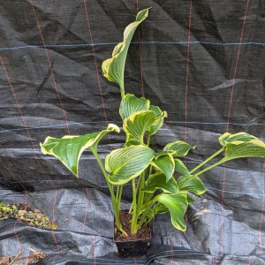 Funkia (Hosta) Lakeside Premier zdjęcie 11
