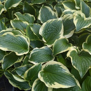 Funkia (Hosta) Lakeside Premier zdjęcie 12