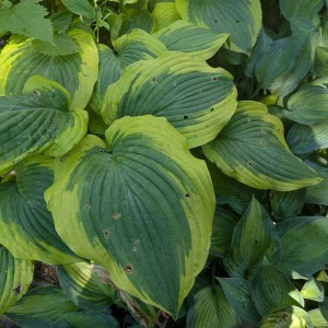 Funkia (Hosta) Lakeside Premier zdjęcie 5