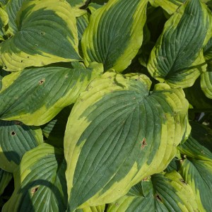 Funkia (Hosta) Lakeside Premier zdjęcie 6