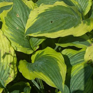 Funkia (Hosta) Lakeside Premier zdjęcie 7