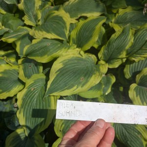 Funkia (Hosta) Lakeside Premier zdjęcie 8