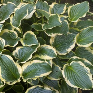 Funkia (Hosta) Lakeside Premier