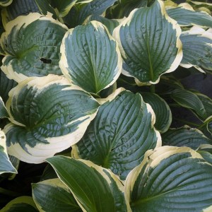 Funkia (Hosta) Lakeside Premier zdjęcie 10