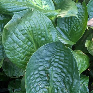 Funkia (Hosta) Lakeside Premier zdjęcie 13