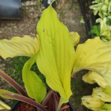 Funkia (Hosta) Lipstick Blonde sadzonka