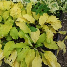 Funkia (Hosta) Lipstick Blonde sadzonka c 1,5