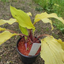 Funkia (Hosta) Lipstick Blonde sadzonka c 1,5
