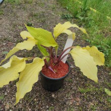 Funkia (Hosta) Lipstick Blonde sadzonka c 1,5