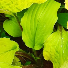 Funkia (Hosta) Lipstick Blonde sadzonka c 1,5