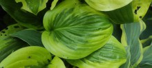 Funkia (Hosta) Oh Cindy c1