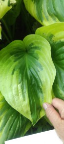 Funkia (Hosta) Oh Cindy c1
