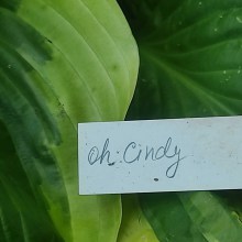 Funkia (Hosta) Oh Cindy c1
